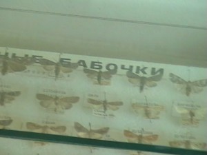 бабочки
