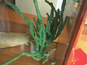 Байкальская губка