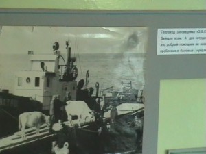 Доставка коров