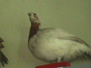 Куропатка